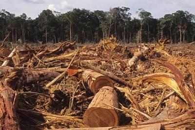 В Держекоінспекції озвучили масштаби незаконної вирубки лісу та забруднення річок за тиждень