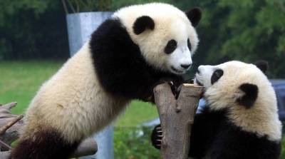 Суд для защиты больших панд появился в Китае