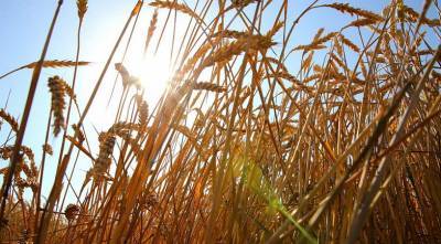 В Ростовской области собрали первый миллион тонн урожая зерновых