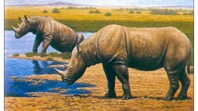 Откуда в пещере "Таврида" взялись носороги – гипотеза ученых