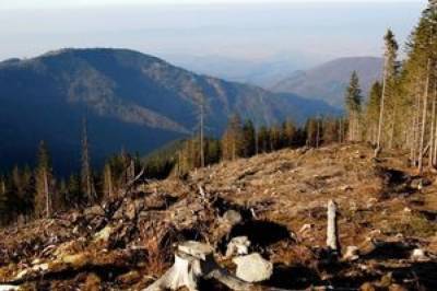 Шмыгаль заявил, что вырубленных лесов в Украине меньше, чем воспроизведенных