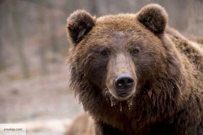 Авторов Heute восхитил медведь-патриот, защитивший Россию от нарушителя из КНР
