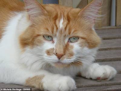 В Британии умер самый старый кот: Щебень прожил почти 32 года
