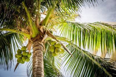 Британская сеть супермаркетов отказалась от кокосов, собранных рабским трудом макак - Cursorinfo: главные новости Израиля - cursorinfo.co.il - Израиль - Таиланд