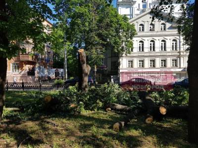 Вырубка деревьев в сквере на Звездинке возмутила нижегородцев