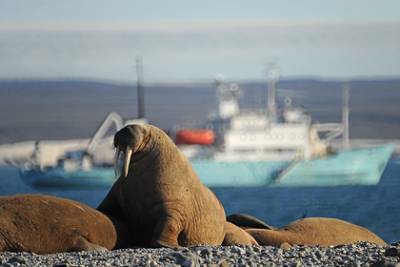 Ученые изучат краснокнижных моржей на Новой Земле