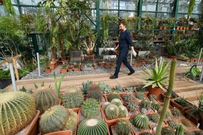 Суккулентная оранжерея с коллекцией кактусов откроется в "Аптекарском огороде"
