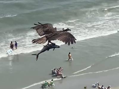«Рыбалка удалась»: огромная птица пролетела над пляжем, сжимая в когтях необычную добычу