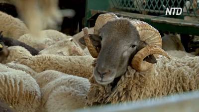Овцеводы Испании теряют доходы из-за остановки экспорта и нехватки стригалей (видео)