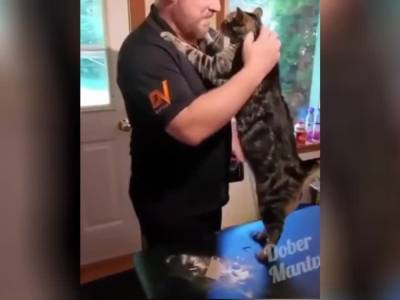 «Просится на ручки»: Кошка встречает хозяина с работы - опубликовано трогательное видео