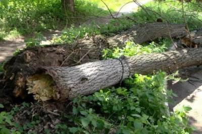 Во Львовской области шквальный ветер повалил деревья