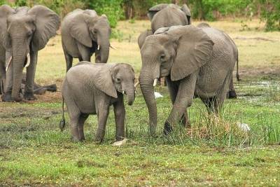 О причинах массовой гибели слонов Ботсваны рассказал эколог Шкрадюк