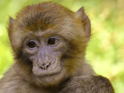 У инфицированных коронавирусом обезьян развился краткосрочный иммунитет