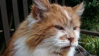 В Британии умер самый старый кот в мире. Раббл лишь немного не дожил до своего 32-летия
