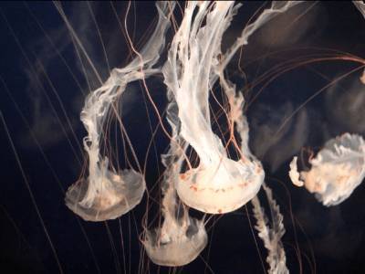В США создали мягкого робота-медузу