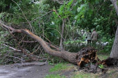 В Москве из-за непогоды повалило более 10 деревьев, подтоплены дороги и улицы