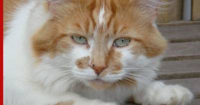 В Англии скончался старейший в мире кот - profile.ru - Техас - Англия