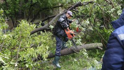Три дерева упали в разных районах Москвы во время грозы