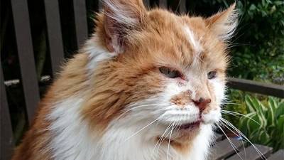В Англии ушел из жизни самый старый в мире кот