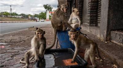 Тысячи голодных обезьян в Таиланде громят магазины и воруют еду