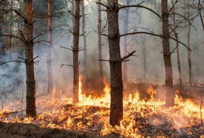В России за сутки ликвидировали 60 природных пожаров