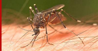 Ученые объяснили, почему комары становятся все более «ненасытными»