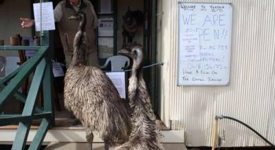 В Австралии двоих страусов внесли в "черный список" отеля из-за "отвратительного поведения" (фото)