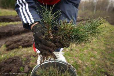 Около 1 тыс. деревьев планируют высадить в Чите вместо убитых