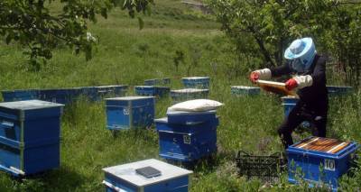 Отравители поневоле, или Почему на пчел в Армении напал настоящий мор