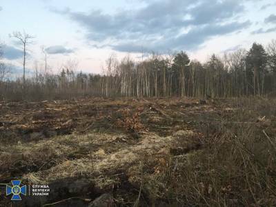 СБУ выявила масштабную вырубку деревьев в трёх областях