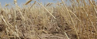 Засуха в Омской области продолжается, гибнут гектары яровых