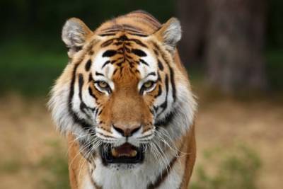 В мире начала расти популяция диких тигров, – WWF