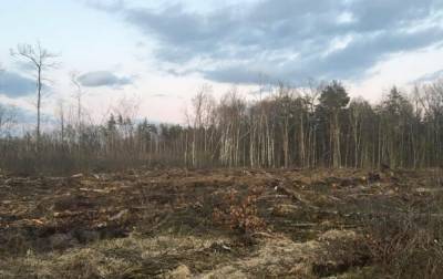 Масштабная вырубка леса: СБУ сообщила о подозрении 21 человеку