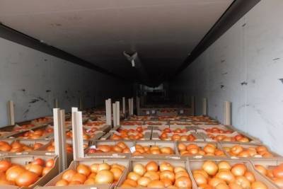 Опасного вредителя нашли в томатах, которые хотели ввезти в Псковский регион