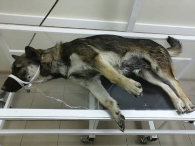 В Новокузнецке из окна пятого этажа выбросили щенка
