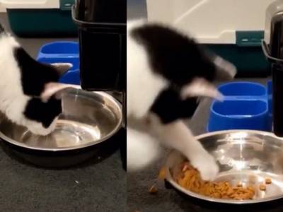 Кот увидел свое отражение в миске и начал драться с «соперником» за корм: опубликовано смешное видео