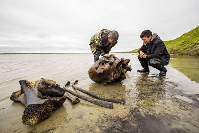 На Ямале в озере обнаружили хорошо сохранившиеся останки взрослого мамонта