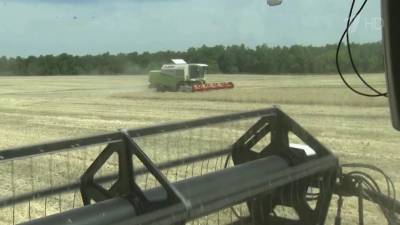 В России, несмотря на сложные погодные условия, в этом году планируют собрать больше зерновых, чем в прошлом