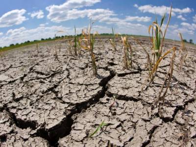Отсутствие искусственного орошения и засуха стали причиной потери 30% урожая в Одесской области - эксперт
