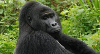 В Уганде браконьер получил 11 лет тюрьмы за убийство редкой гориллы
