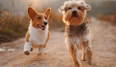 Лучший друг человека: Собаки могут унюхать больных коронавирусом с вероятностью 94%