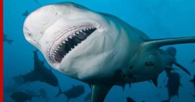 Полиция Нью-Йорка открыла охоту на акул-быков с вертолетов