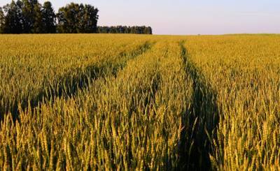 La Nación (Аргентина): Россия сообщила о рекордной площади посева пшеницы, цены на американское зерно упали