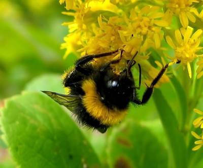 Дикие пчёлы ежегодно приносят США и Канаде 1,5 млрд долларов