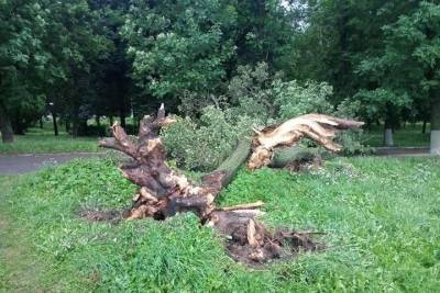В Твери сильный ветер сломал большое дерево