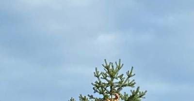 ФОТО. Спасатели обнаружили на дереве собаку