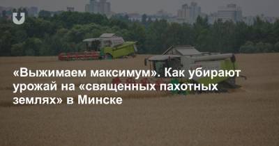 «Выжимаем максимум». Как убирают урожай на «священных пахотных землях» в Минске