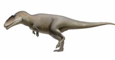 Открыт новый вид каркародонтозавров