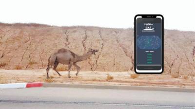 Приложение спасет водителей от столкновения с верблюдом в Негеве