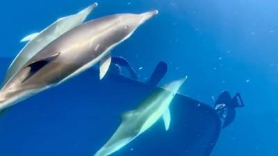 Дельфины, плавающие рядом с лодкой Гражданской гвардии Испании — видео